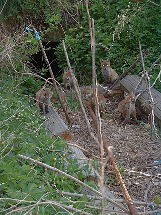 Fuchswelpen im Garten